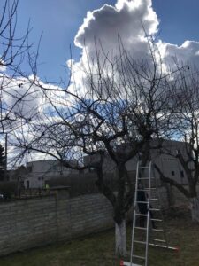 arbotec, viljapuulõikus