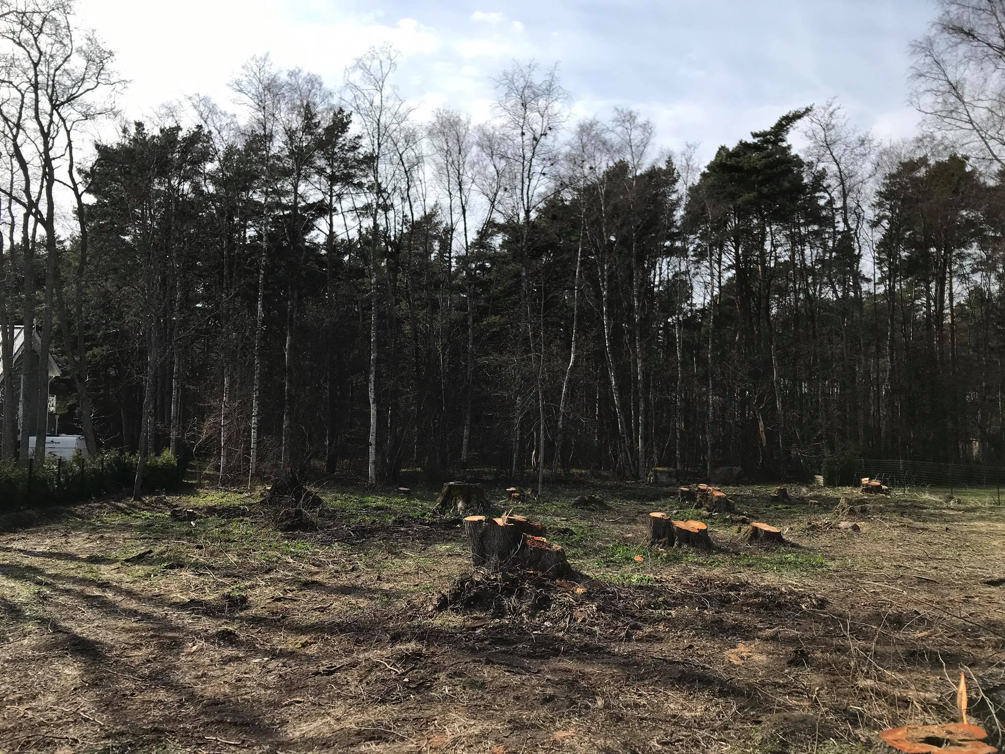 arbotec, raadimine, võsalõikus