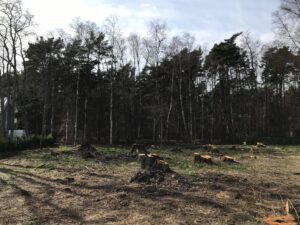 arbotec, võsalõikus, raadimine