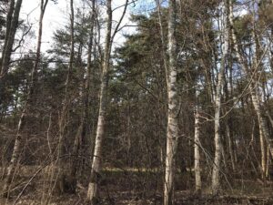 arbotec, raadimine, võsalõikus